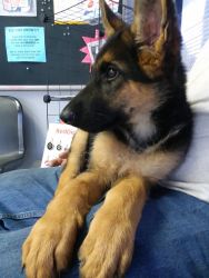 AKC GSD 4 female puppies