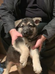 Stunning German Shepherd Puppies Available