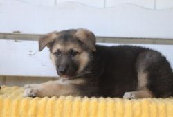 Kc Registered German Shepherd Pups