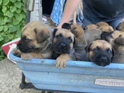 11 Cane corso and German Sheppard Mixed puppies