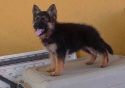 Lovely German Shepherd puppies available.