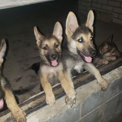 11 week old German Shepherd puppies