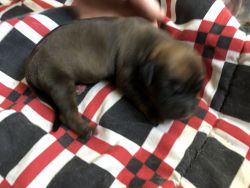 German Shepard lab mix puppies for sale!!!