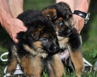 Long And Short Coated German Shepherd Puppies For Sale