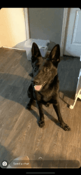 German Sheppard for sale
