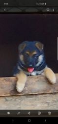 Pure Breed German Shepherd without papers puppy , have one girl .