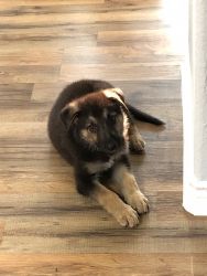Cute 2mo old German Shepard puppy needs a good home