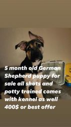 German Shepherd puppy looking for home
