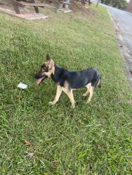 One German Shepard Puppy For Sale