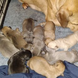 New born puppies