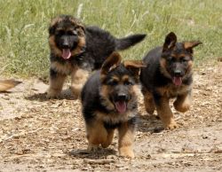 German shepherds puppies ready for rehoming