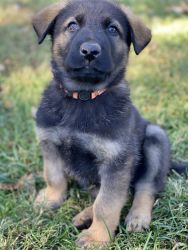 German Shepherd/Malinois Puppy for Sale