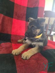 German Shepherd puppy yellow fe