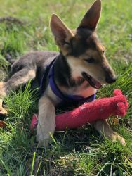 Beautiful 4 month old GSD PUPPY NAME XENA (zenah)