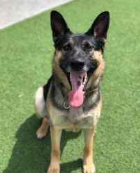 German shepherds available for adoption now