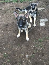 Germán shepherds for sell puppy