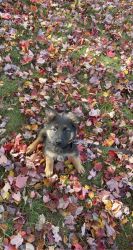 3 month old german shepherd puppy for sale