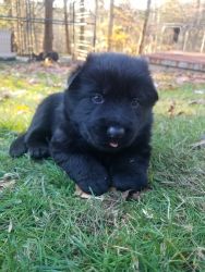Adorable Black German Shepherd puppy Male