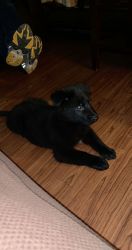 Black German Shepherd puppies for Sale !