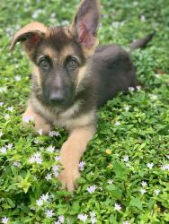 Puppy German shepherd
