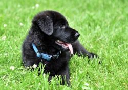 Solid Black & Regular German Shepherd Puppies for sale