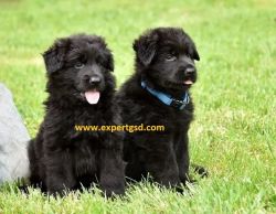 Black German Shepherd Puppies for sale