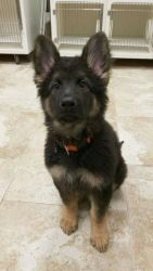 Lovely German Shepard pup