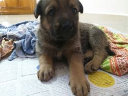German Shepherd heavy bone puppy for sale in Nellore andhra pradesh