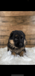 Akc registered German Shepherd puppies