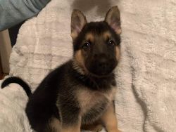 German Sheperd puppy for sale