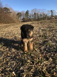 Pure bred German Shepherd puppy’s for sale