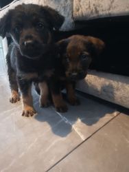Well trained German Shepherd puppies ready for a new home