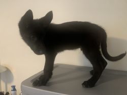 12 week old all black inbreed pure german shepard puppies.