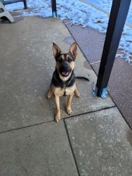 8 month old female Germ Shep