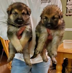 AKC registered German Shepherd puppies for sale