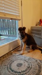 Cute dog looking for home