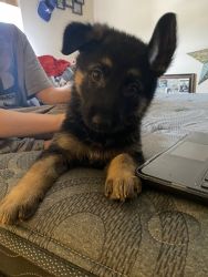 German Shepherd puppies pure bred for sale
