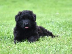 Black German Shepherd Puppies for sale
