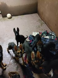 Gsd puppies Purebred