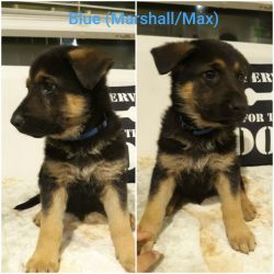 Full breed German Shepard puppies in need of a home