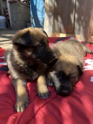 German Shephard puppies for sale