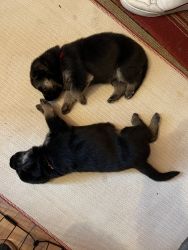 Germán Shepherd puppies born 3/10/21