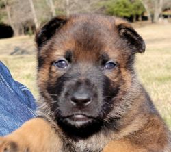 Black and Sable GSD Puppies
