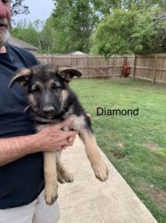 Diamond AKC German Shepard puppy