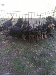 I have 6 boys and 1 girl puppies for sale asking 50 each