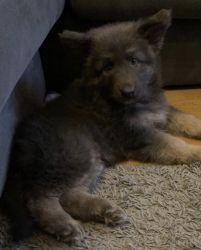 German shepherd pup for sale