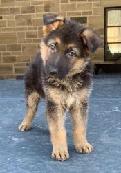 German Shepherd Puppies - Kc Registered