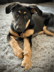 German Shepherd Puppy needs new home