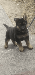 German Shepherd puppy Zelda