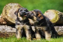 Excellent charming German Shepherd Puppies for sale
